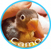 Camo丸ロゴ