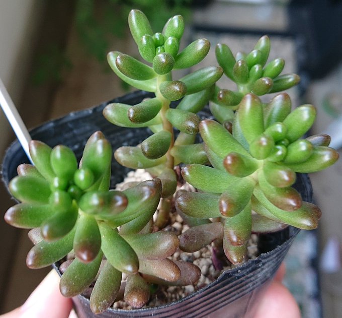 虹の玉の葉挿しの成長三か月半(多肉植物繁殖記録 Sedum rubrotinctum