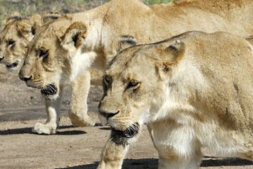 blog (6x4@300) Yoko Lion Family P, Maasai Mara 1224-1.17.08