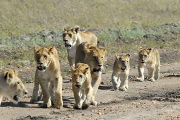 blog (6x4@300) Yoko Lion Family P, Maasai Mara 1219-1.17.08
