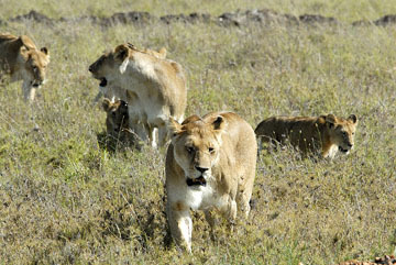 blog (6x4@300) Yoko Lion Family P, Maasai Mara 1161-1.17.08