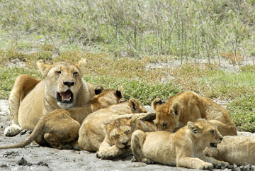 blog (6x4@300) Yoko Lion Mom & Babies P, Serengeti to Ngorongoro_DSC0093-1.20.08.jpg