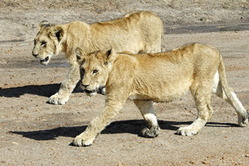 blog (6x4@300) Yoko Lion Family P, Maasai Mara 1226-1.17.08.jpg