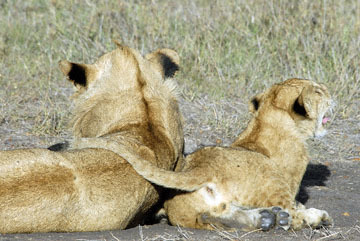 blog (6x4@300) Yoko Lioness & Baby P, Maasai Mara 1098-1.16.08.jpg