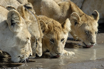 blog (6x4@300) Yoko Lion Family drinking P, Maasai Mara 1190-1.17.08.jpg
